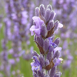 Promoting sustainable lavander