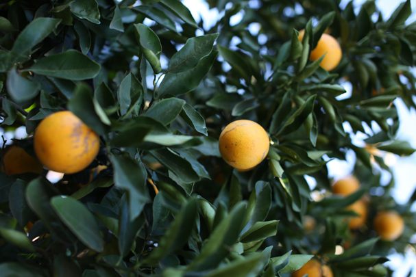 Backward integration in our citrus fruit supply chain