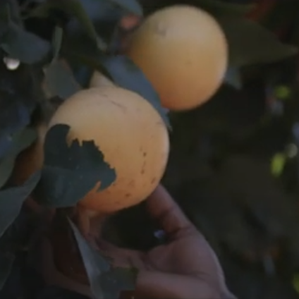 Citrus, discover our world of Grapefruit