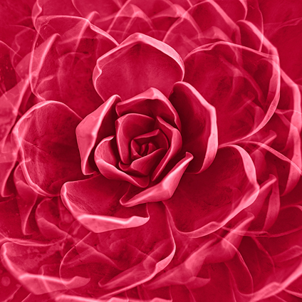 rote Rose, künstlerisch abgebildet