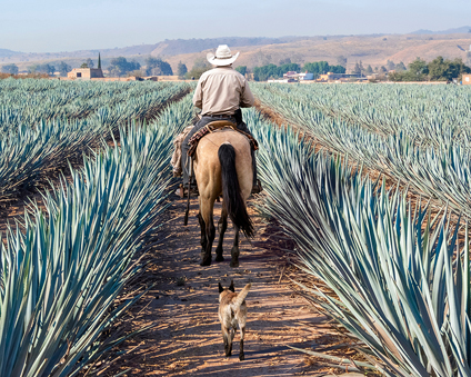 Toast to tequila: Mexico’s iconic elixir rises to the top shelf Reiter in einem Agaven-Feld