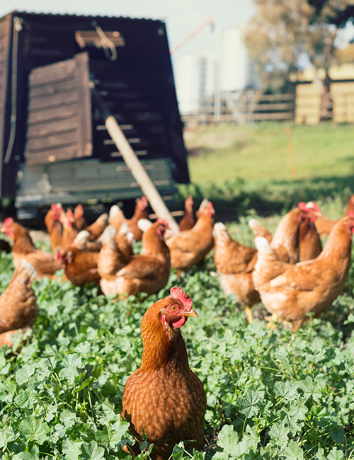 Best of natural chicken, best of chicken science