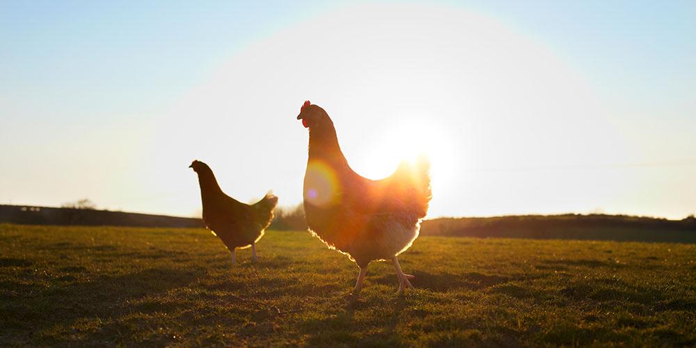 Discover the one-stop solution for your chicken needs!