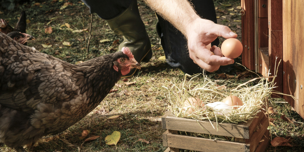 Chicken and a hand holding an egg