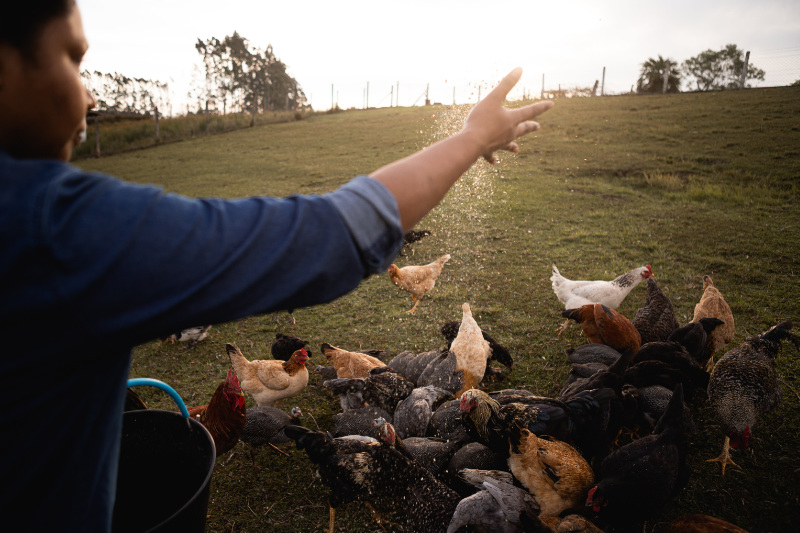 Chicken farmer