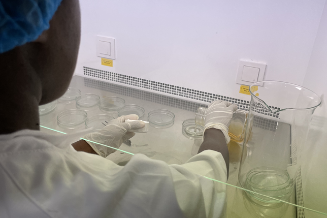 Vanilla research FoxyVanil