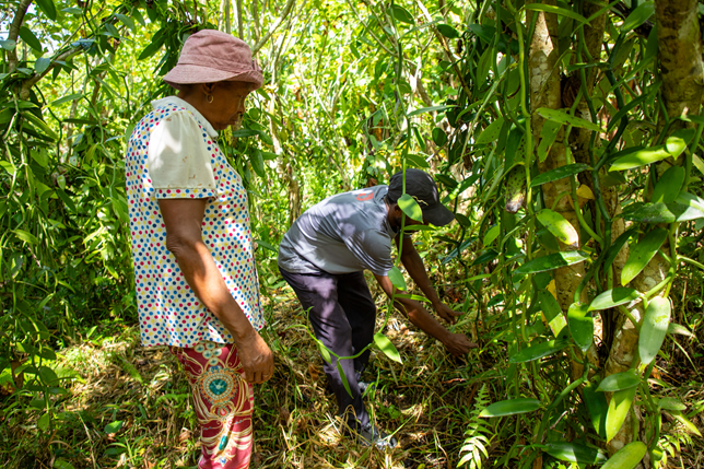 Vanilla research SustainVanil