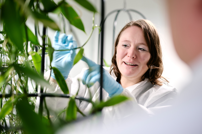 Vanilla research SustainVanil