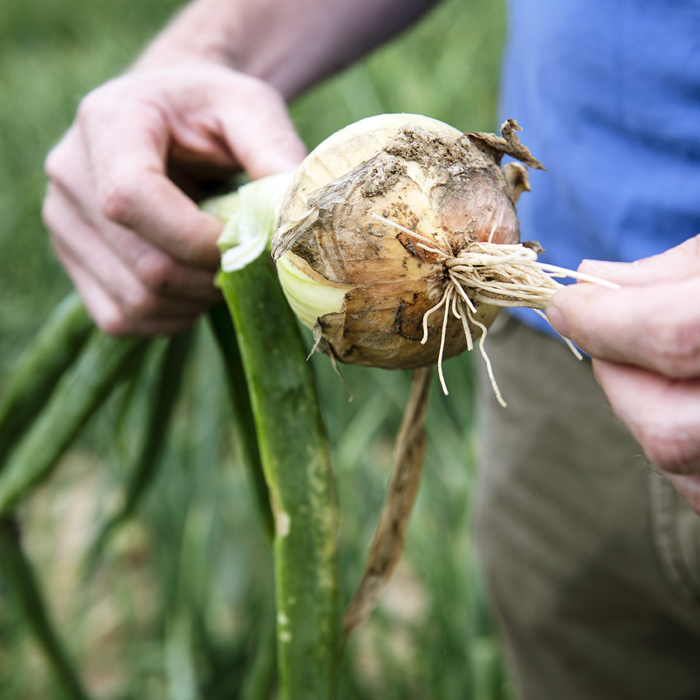 onion plant