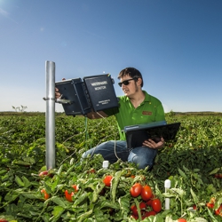 A man controls a technical device in the middle of a tomato field.