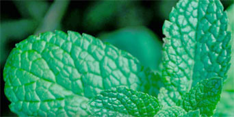 Green leaves