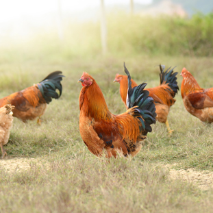 Several brown chickens in a grass field.