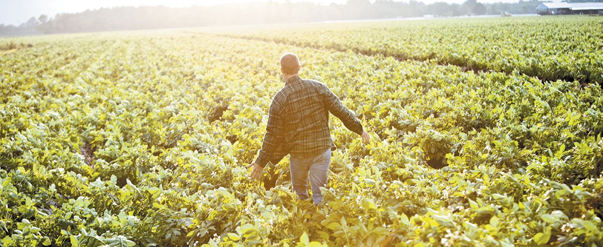 A man walks through a wide field.