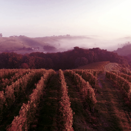 Hills with orchards