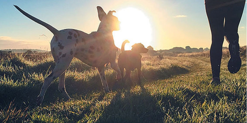 The Rise Of Pet Parenting Symrise