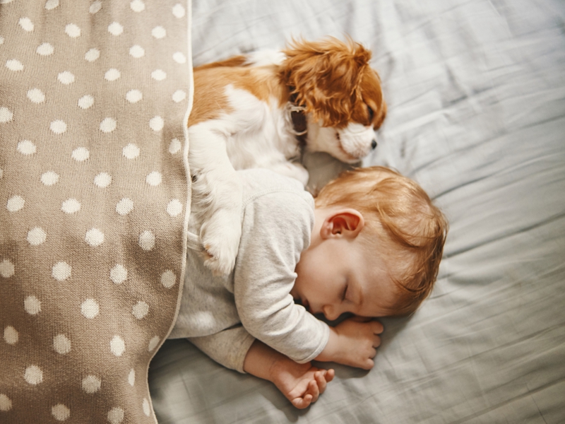 Dog and baby