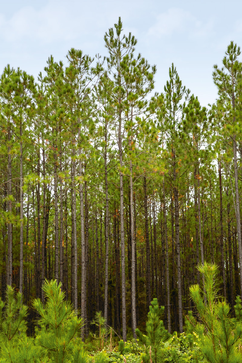 Pine trees