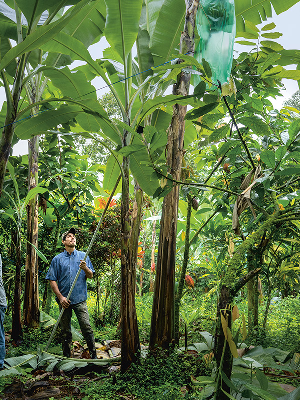 Banana trees at a plantation