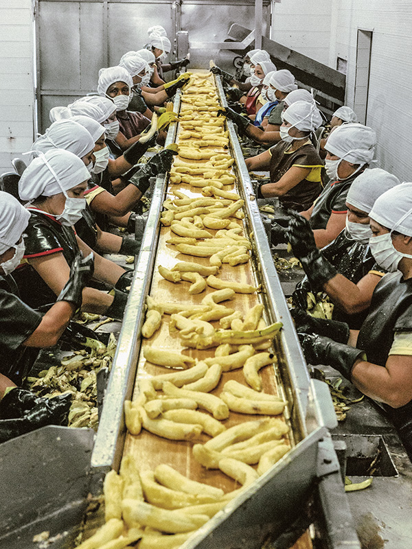 Bananas on a conveyor belt
