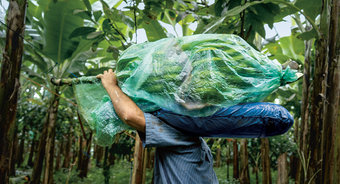 Worker carrying green bananas