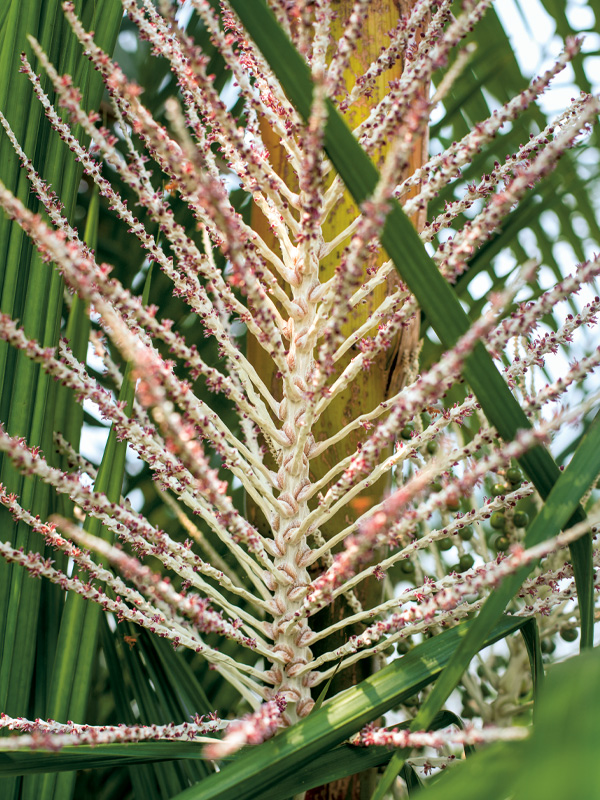 Raw materials around the world Plant