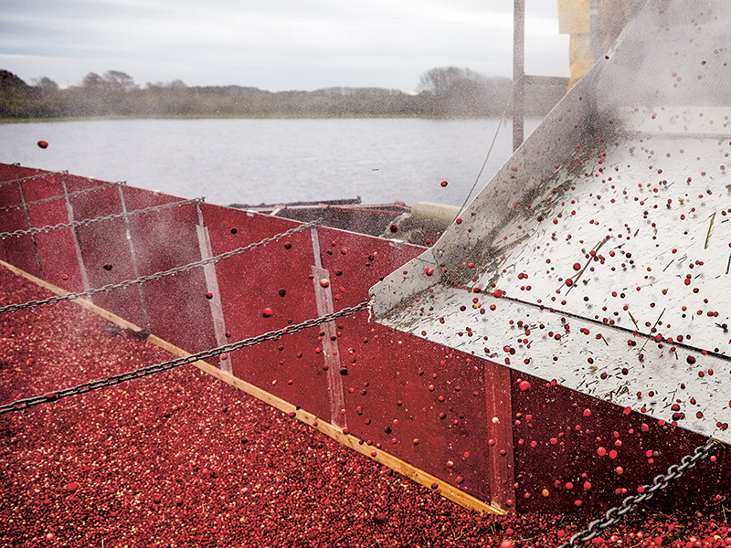 The berries fall over a vibrating conveyor into a truck