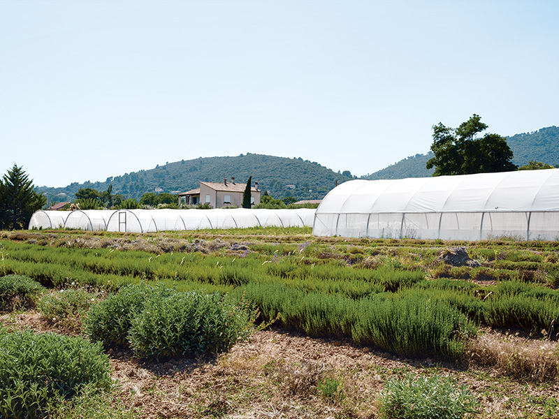 Lavender field and greenhouses