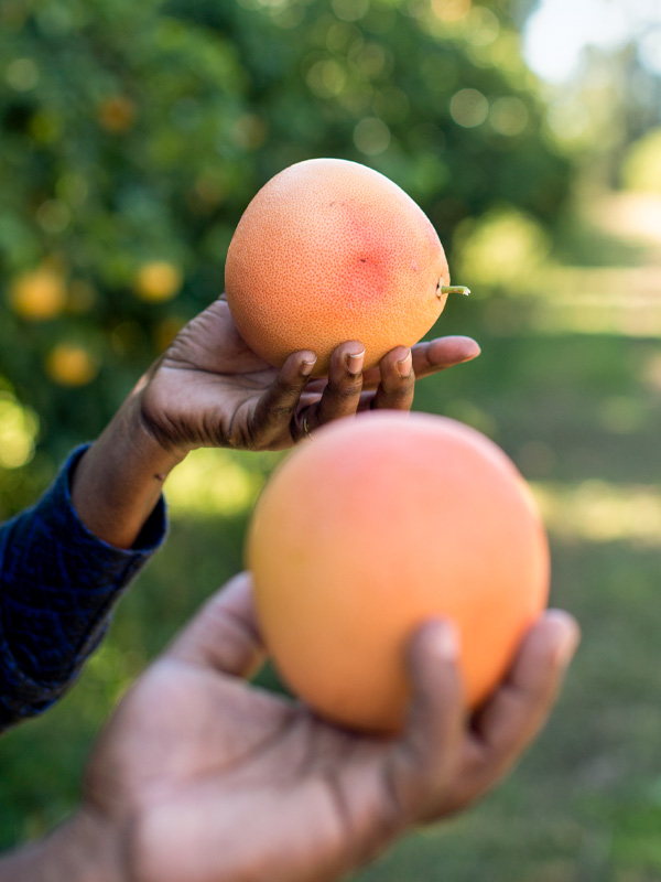 grapefruit in hand