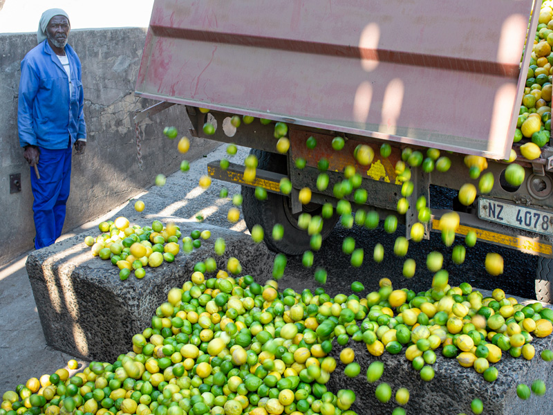 Fruits unloaded under the watchful eye of the employees