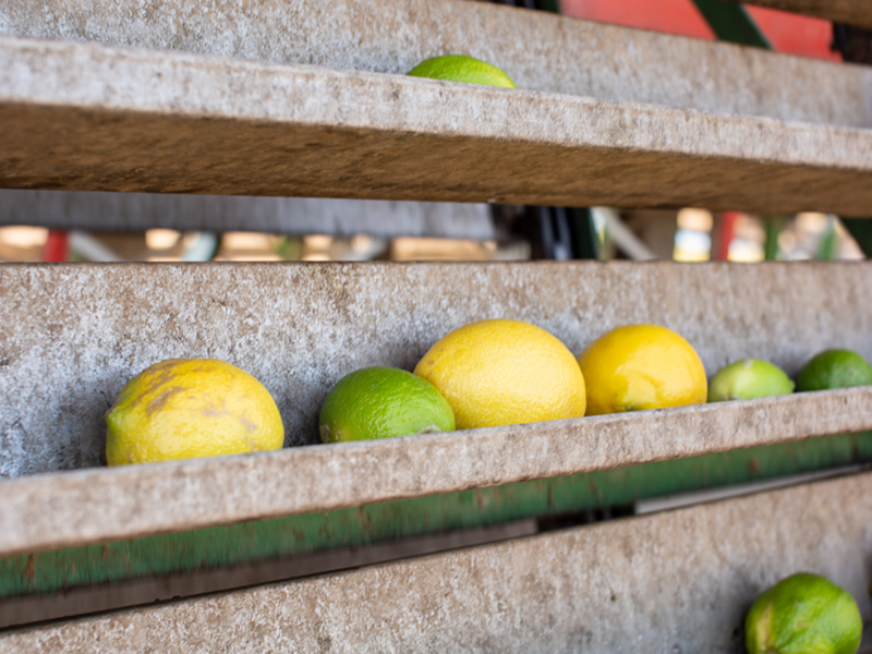 Citrus Fruits transported directly by conveyor belt to the processing plant