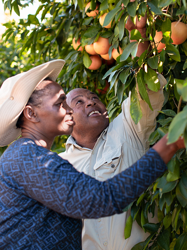 2 people checking the health of a citrus tree