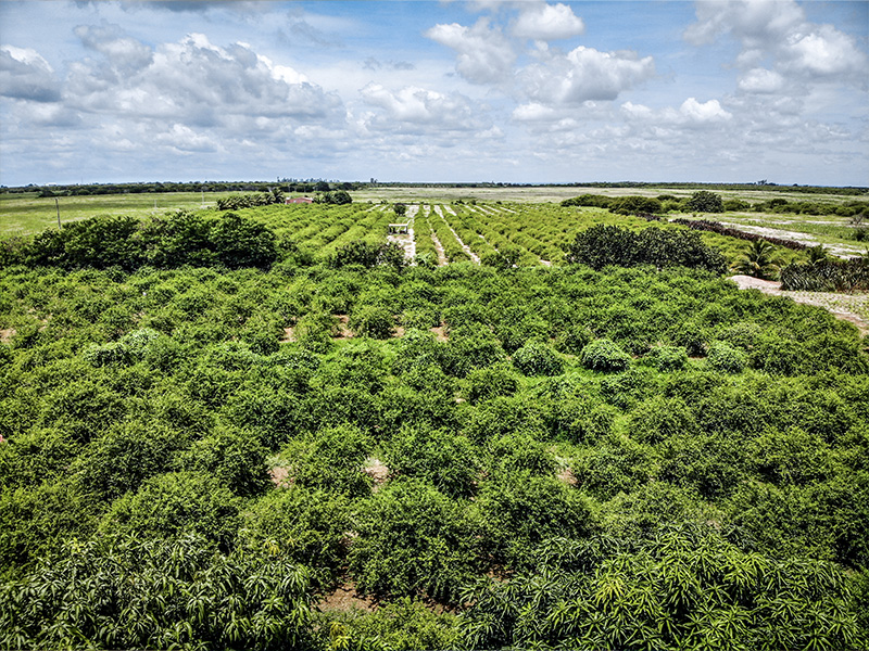 Acerola plantation