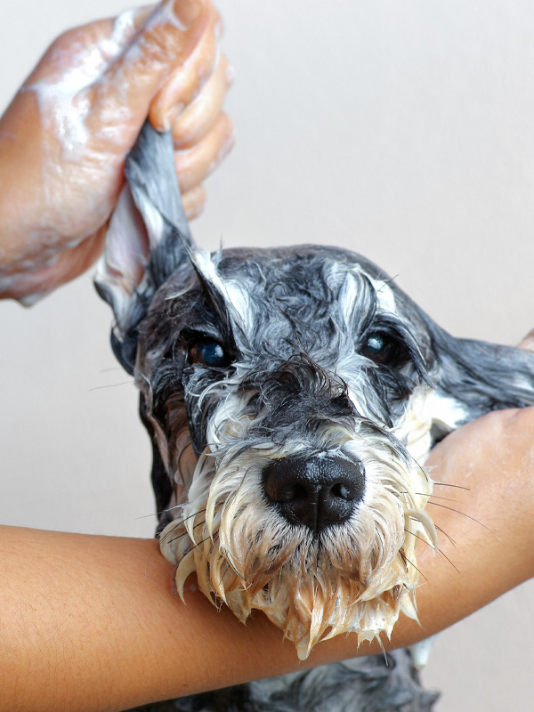 hands washing a wet dog with soap