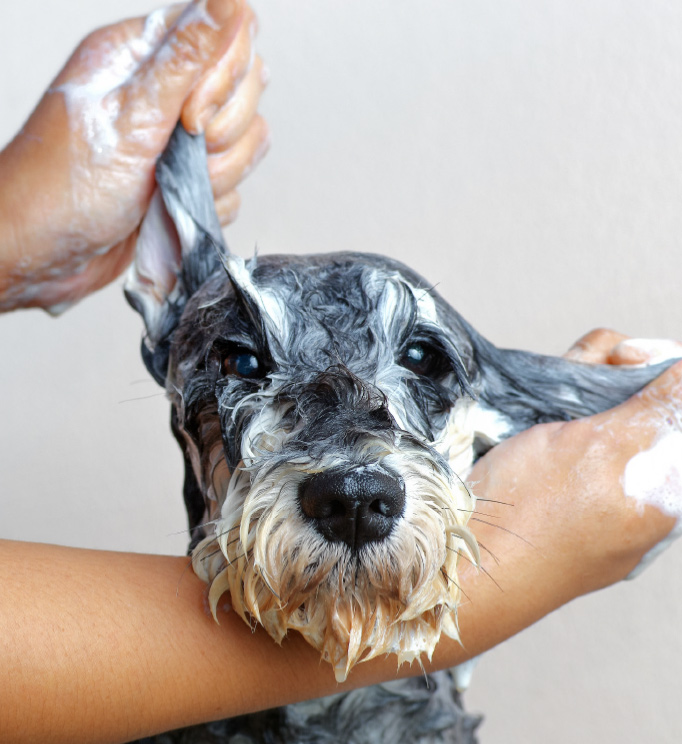 Dog with shampooed fur