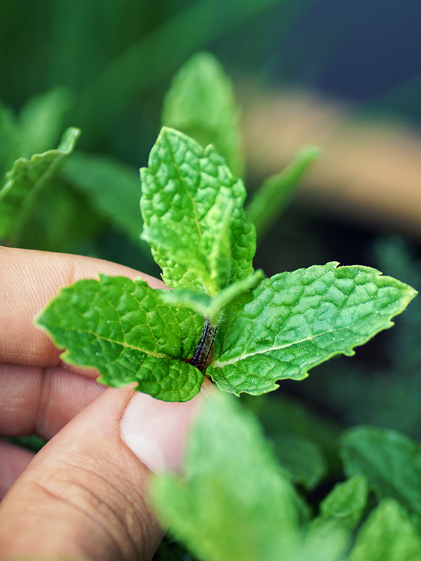 Mint plant