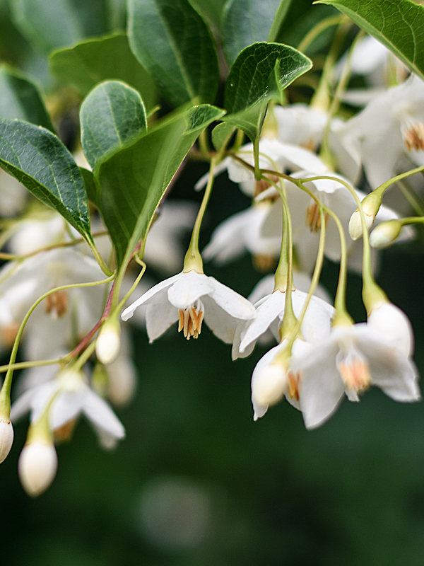 Jasmine plant