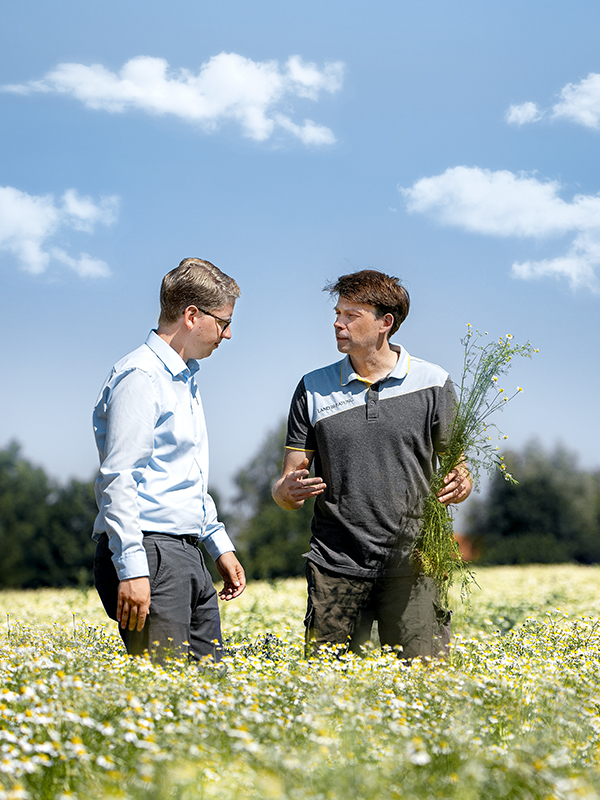 2 men conversing in a field of chamomile