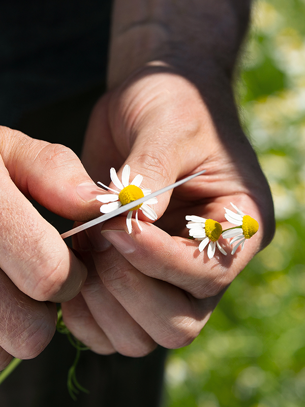 2 Hände schneiden eine Kamillenblumen