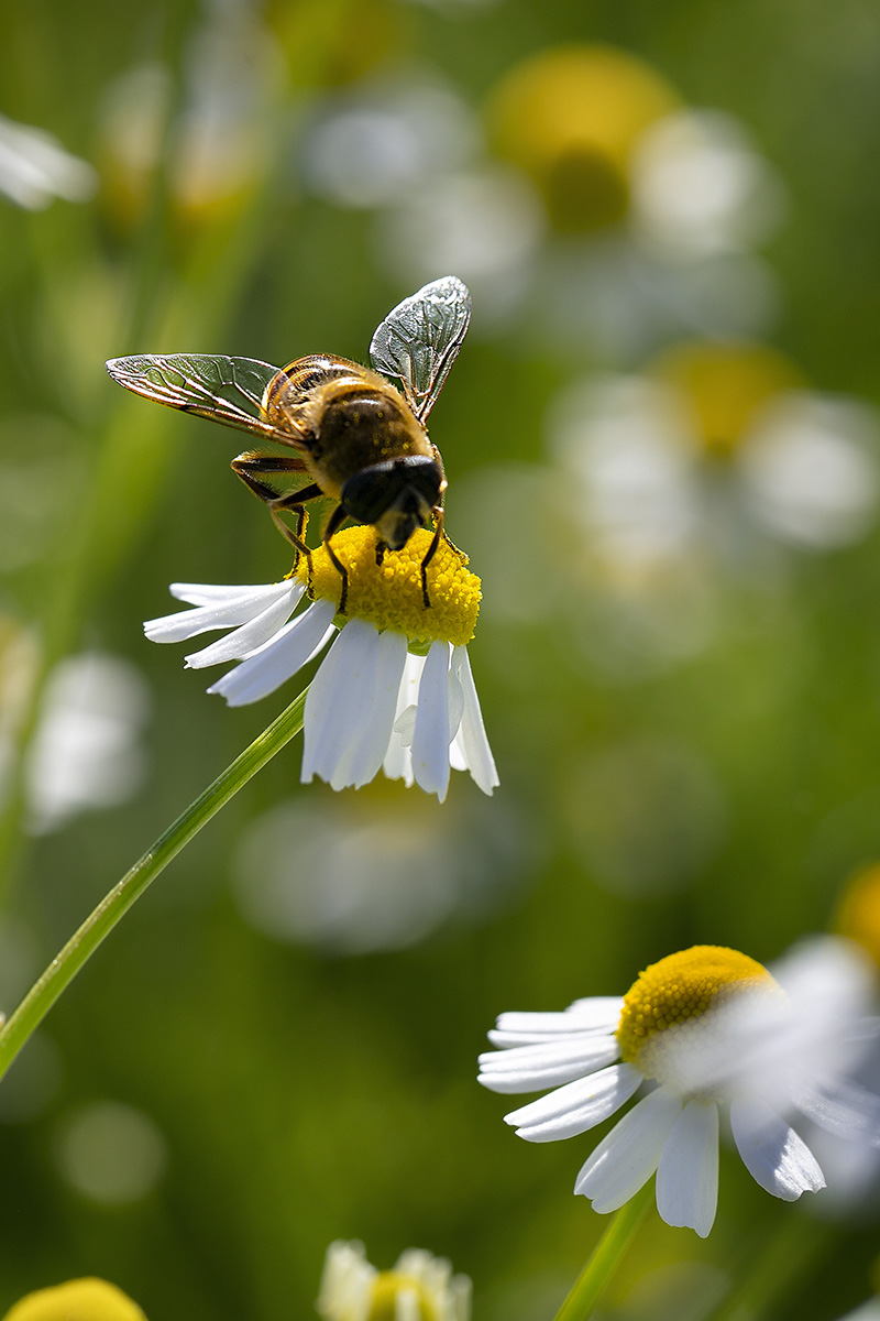 Bee on a chamomile flower