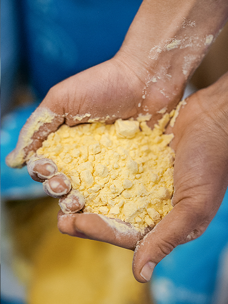 Hands full of egg powder Hands full of egg powder