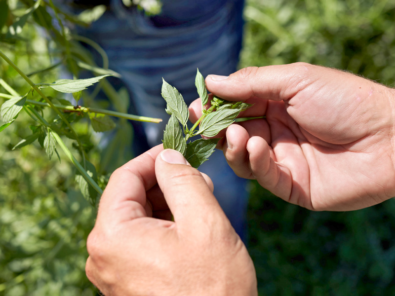 Control of the mint