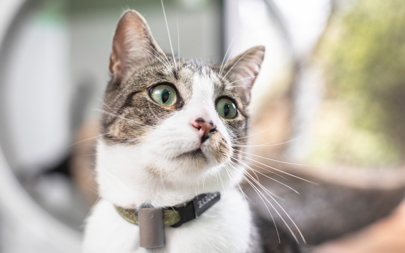 Katze schaut in Kamera