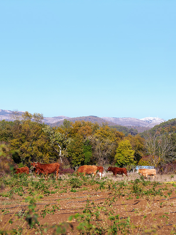 Rinder auf Feld