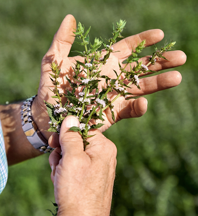 Hand holding mint leaves