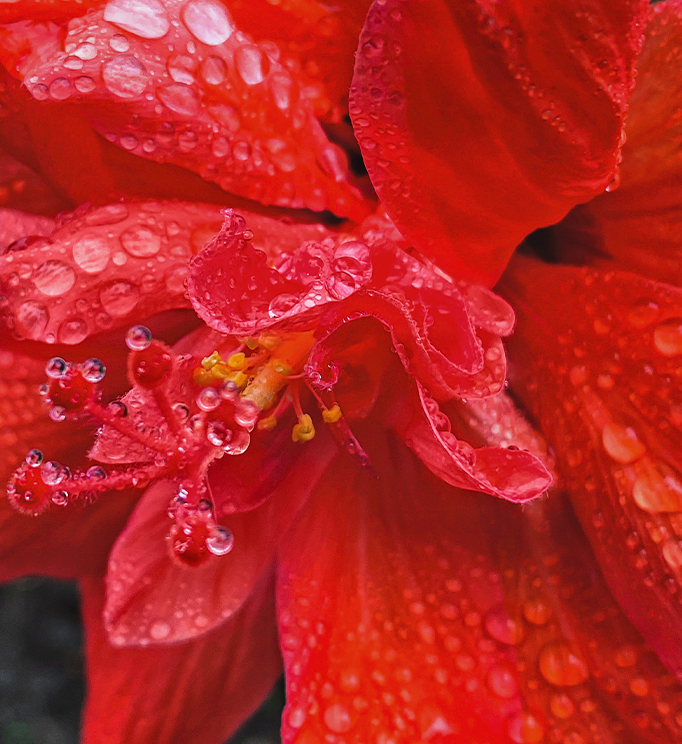 Hibiskus-Blüte