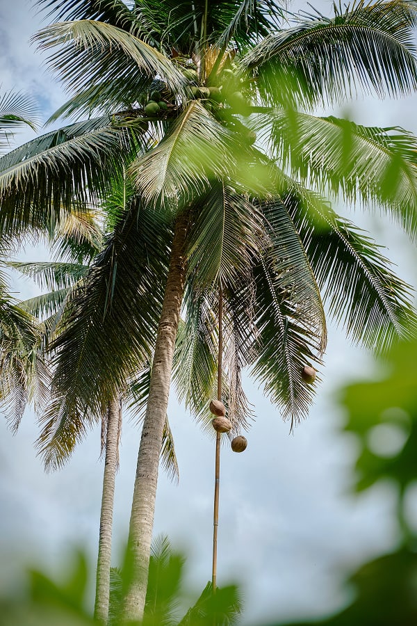 Hohe Kokospalme mit reifen Früchten, die an einer langen Stange herabgelassen werden, vor hellem Himmel und Grün 