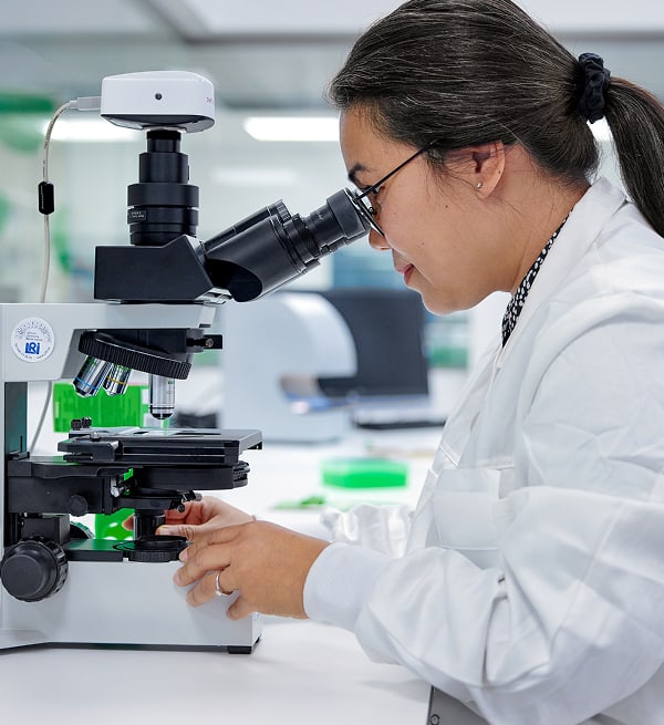 Laborfachkraft arbeitet am Mikroskop und justiert Einstellungen zur Untersuchung probiotischer Kulturen im modernen Labor