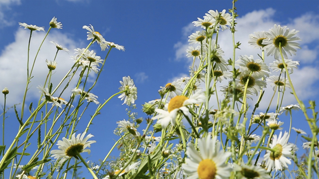 Kamillenblüten