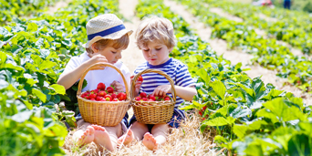 Children in a strawberry field