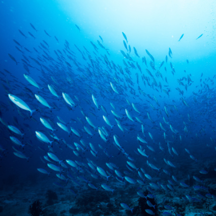 Ein Schwarm von kleinen Fischen im Meer.